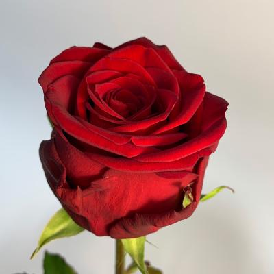 image of Standard Rose