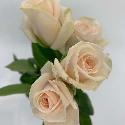 image of Spray Roses